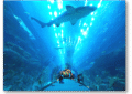 Inside view of Dubai Aquarium & Underwater Zoo at The Dubai Mall