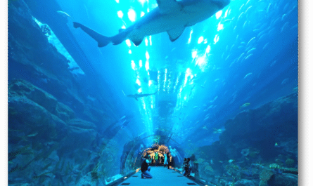 Inside view of Dubai Aquarium & Underwater Zoo at The Dubai Mall