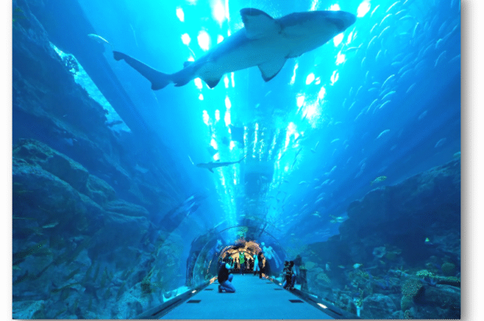 Dubai Aquarium & Underwater Zoo – Visit Guide 2025