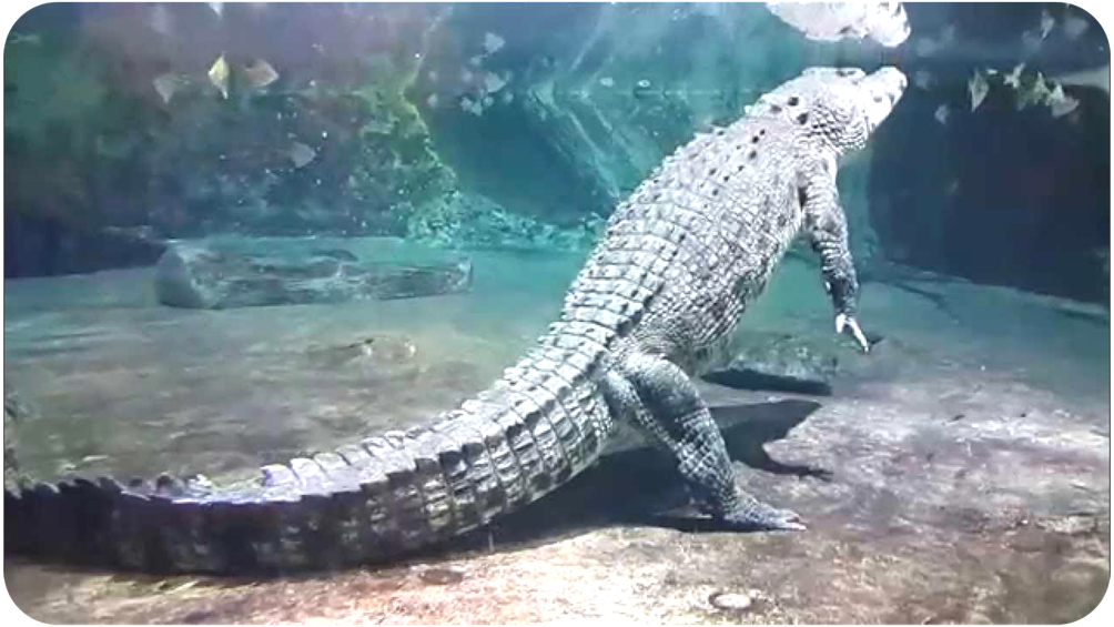 King Croc reptile at Dubai Aquarium Underwater Zoo