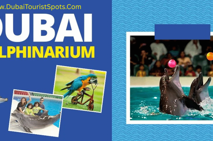 Dubai Dolphinarium – A Magical Marine Experience in the Heart of Dubai